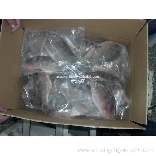 Frozen Fish IQF Gutted Whole Tilapia In Bulk